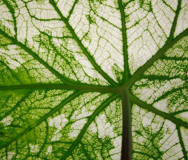 Products for Longevity | HealthKits