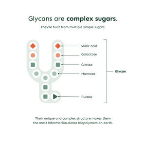 Diagram explaining glycans as complex sugars, showing components like sialic acid, galactose, GlcNAc, mannose, and fucose for Emagene Life functional medicine.