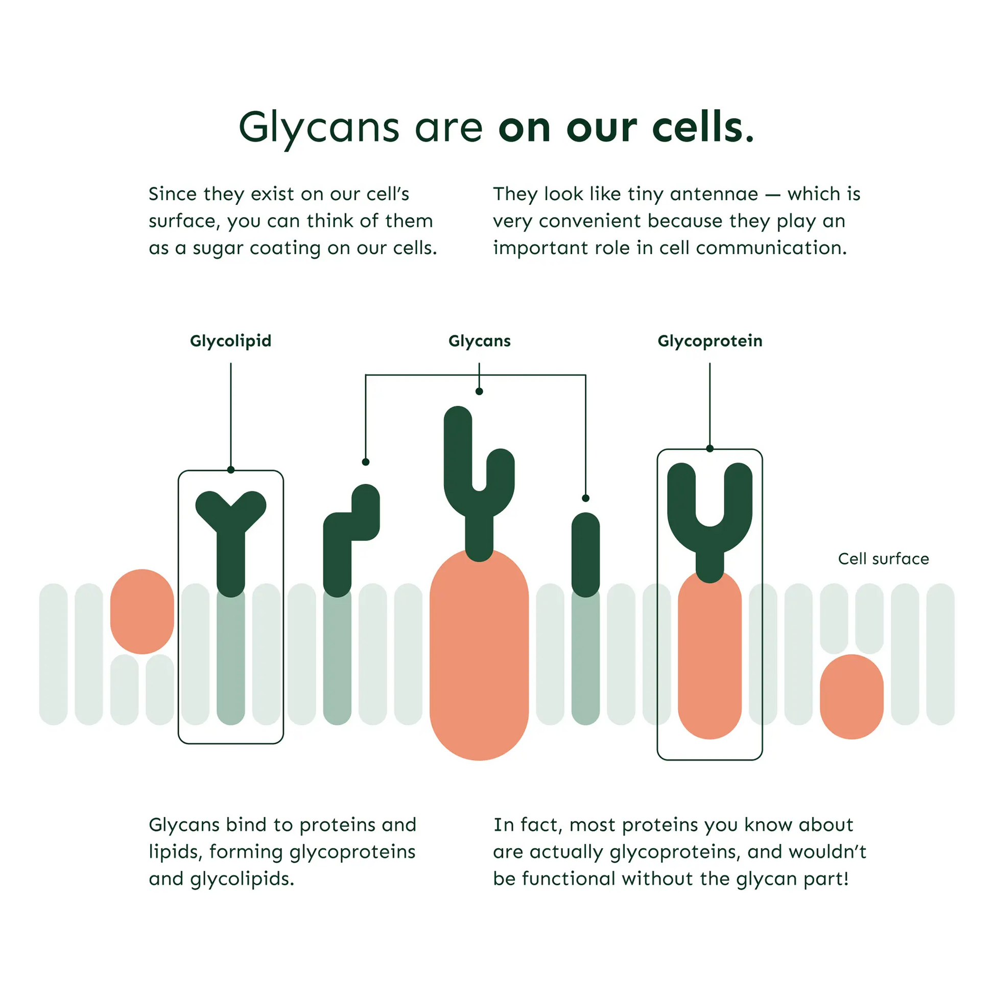 Infographic showing glycans on cell surfaces, illustrating glycoproteins and glycolipids for Emagene Life functional medicine.