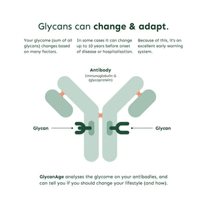 Diagram explaining glycans on antibodies and their role in health, Emagene Life functional medicine.