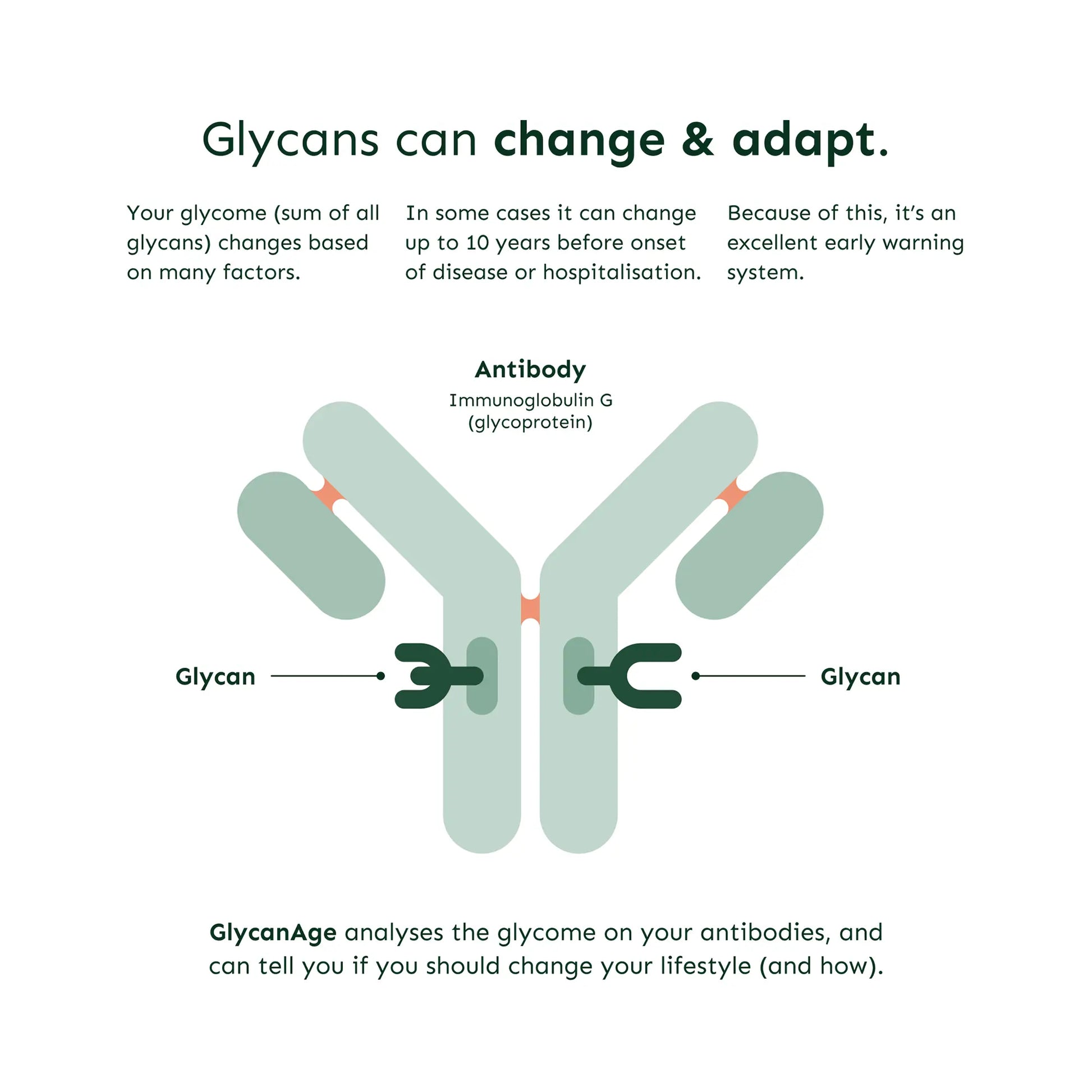 Diagram explaining glycans on antibodies and their role in health, Emagene Life functional medicine.